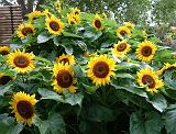 Sunflowers group_2 